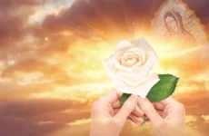 unitario la rosa de guadalupe